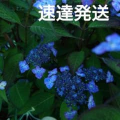 紫陽花　星の雫のサムネイル