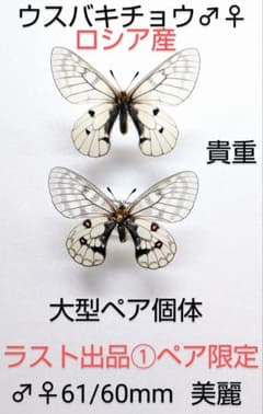 【希少産地】ギフチョウ♂♀標本★鳥取県鳥取市産★ 53/54mm 美麗標本・貴重 希少産地】ギフチョウ♂♀標本☆鳥取県鳥取市産☆ 53/54mm 美麗標本