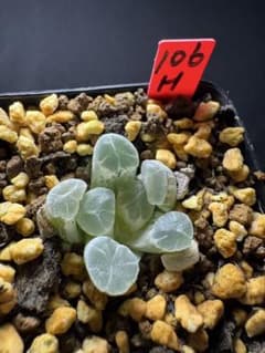 26a 多肉植物 ハオルチア　オーロラ錦白糊斑　自家繁殖　鉢植え発送 106h 多肉植物 ハオルチア オーロラ錦白糊斑 自家繁殖 鉢植え発送
