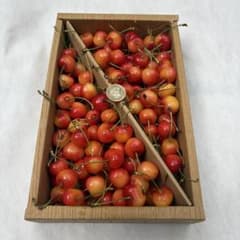 8本日収穫　山形県産　さくらんぼ　1kg 紅秀峰　Lサイズ以上　訳あり品のサムネイル