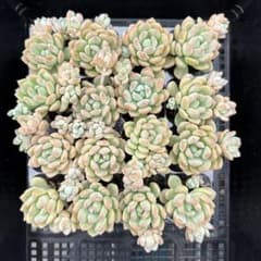 XP0007 プーチピンク 16苗 多肉植物 土と根付き エケベリア 韓国苗