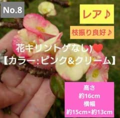 No.8【レア♪枝振り良好♪】トゲなし花キリン(ピンク&クリーム
