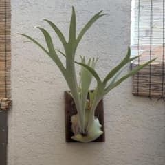 Platycerium Veitchii ビカクシダビーチー 板付 - メルカリ