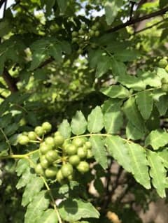 匿名発送★無農薬★山椒の実★100g以上入れます。のサムネイル