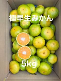極早生みかん　箱込み5キロ　大小有りのサムネイル