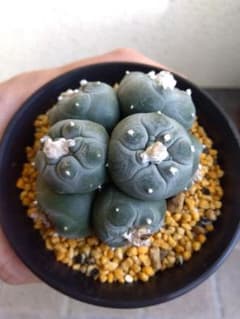 オリーブ 創樹 souju ピクアル 4号鉢つき 幹太❗ ⑥ | Shop at Mercari