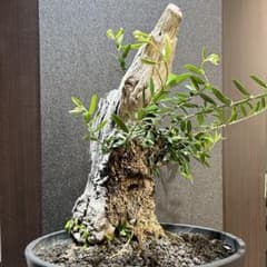 m41005299064_1.jpg?1758861109