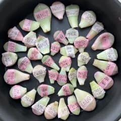 *ご注文*多肉植物　ぷくぷく　スィーツ　葉挿し　40種　セット ①多肉植物 ぷくぷく スィーツ 葉挿し セット 40種 - メルカリ