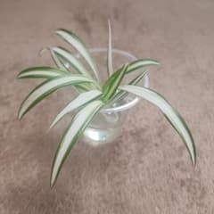 オリズルラン 1株のサムネイル