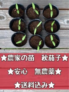 ☆とろとろ☆農家の苗　秋ナス　無農薬3株☆のサムネイル