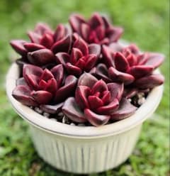 SALE！多肉植物 パインローズ 6苗セット カット苗 エケベリア韓 - メルカリ