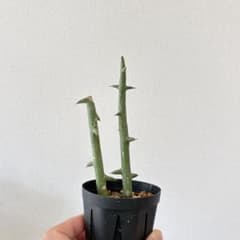 2株 アデニア グロボーサ 挿し木苗 発根発芽済観葉植物 塊根植物 多肉