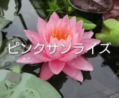 耐寒性睡蓮　ピンクサンライズ　　八重オモダカサービスのサムネイル