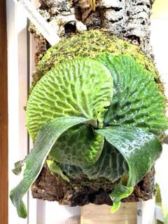 ビカクシダ P.madagascariense ビカクシダM25-146 p.madagascariense マダガスカリエンセ