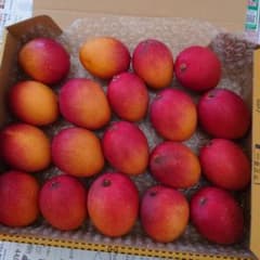 宮崎県産ミニマンゴー　約1.2キロ　②のサムネイル