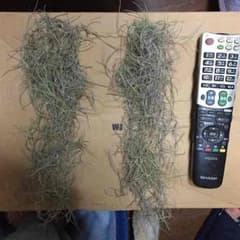 激安！エアプランツ(スパニッシュモス)のサムネイル