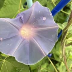 色水用朝顔の押し花3つです - メルカリ