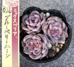 多肉 抜き苗 ブルーベリームーン 3苗 ミックスベリア 多肉植物 お