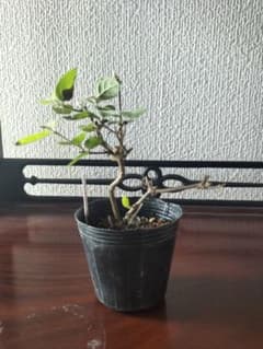 ムラサキシノブ 盆栽 観葉植物のサムネイル