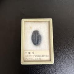 三葉虫の化石のサムネイル
