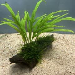 速達】ジャイアント南米モス活着トライデント付き流木 15cm - メルカリ