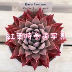 J.【札付き】ポルボローネ×ラパス Beehouse 多肉植物 エケベリア J.【札付き】ポルボローネ×ラパス Beehouse 多肉植物 エケベリア