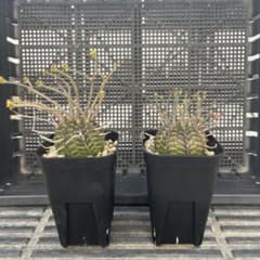 ユーフォルビア バリダ スーパーバリダ ホリダ 実生 - メルカリ