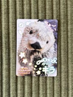 ラッコのキラちゃん入り5枚セット！鳥羽水族館コレクションカード vol