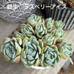 ❣️群生♡ラズベリーアイス❣️現品 エケベリア 寄せ植え 多肉弁当