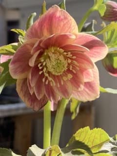 クリスマスローズ 極上 認定ソレイユ 数量限定‼️ ① - メルカリ