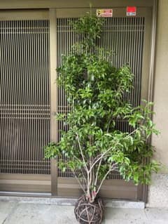 ソヨゴ 希少な雌雄混植株 実が一株でなりやすい ダイナミック株 114