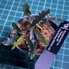 Bucephalandra sp. Sintang 3D 水上株 - メルカリ