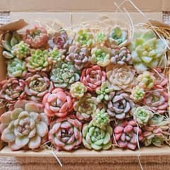 多肉植物 寄せ植えセット 大のサムネイル
