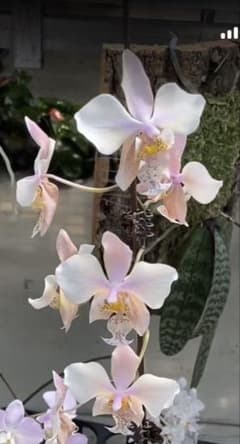 胡蝶蘭　原種　交配種　レア　入手困難　Phal.Wiganiae 胡蝶蘭 原種 交配種 レア 入手困難 Phal.Wiganiae - メルカリ