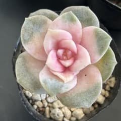 多肉植物 ラブリーローズ錦 1苗 小苗 カット苗 ③ - メルカリ