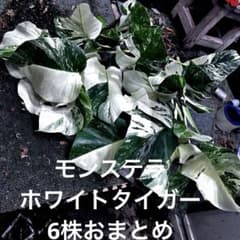 斑入りモンステラホワイトタイガー葉付き茎6株おまとめ - メルカリ