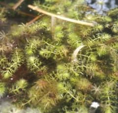 ムジナモ　６株　食虫植物のサムネイル