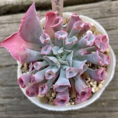 67 トランペットピンキー 多肉植物のサムネイル