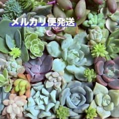 多肉植物 カット苗 詰め合わせ 寄せ植え 多肉弁当 ① - メルカリ