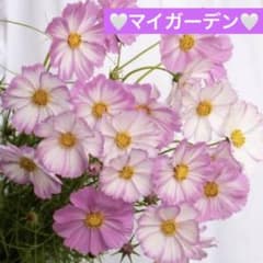コスモスン様 リクエスト 3点 まとめ商品 akapakky様 リクエスト 3点 まとめ商品 - メルカリ