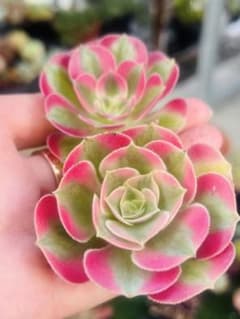SALE！多肉植物 アエオニウム ピンクウィッチ 2苗セット カット苗 美苗
