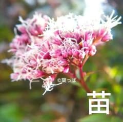 花の苗 フジバカマ(藤袴) ポット苗 花の苗 フジバカマ(藤袴) ポット苗 宿根草 - メルカリ