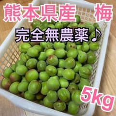 【安心の完全無農薬♪】熊本県産　梅　5キロ　【梅干し・梅酒にどうぞ★】のサムネイル