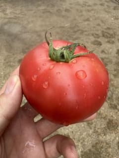 朝採り 新潟県産 桃太郎 トマト 約2kg 産地直送のサムネイル