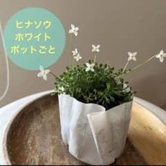 休止中　速達　ヒナソウ　ホワイト　ポットごと苗　多年草　山野草　グランドカバー 休止中 速達 ヒナソウ ホワイト ポットごと苗 多年草 山野草 グランド