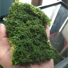 hihi 様のサムネイル