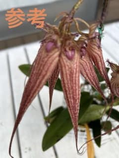 洋ラン バルボフィラム エリザベス アン 'バックルベリー ' 速達にて