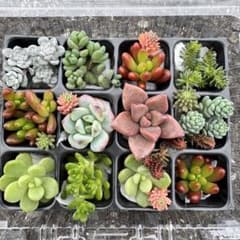 多肉植物 カット苗 セット♡斑入りパリダム♡のサムネイル