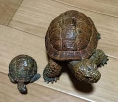 リクガメ フィギュア 親子セット リアルのサムネイル