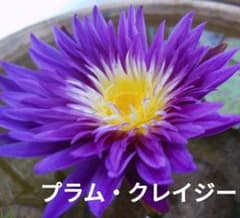 送料込み☆熱帯睡蓮☆プラムクレイジー☆株分け苗☆１つのサムネイル
